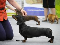 11221594_10204446796590336_7441420365827149386_n